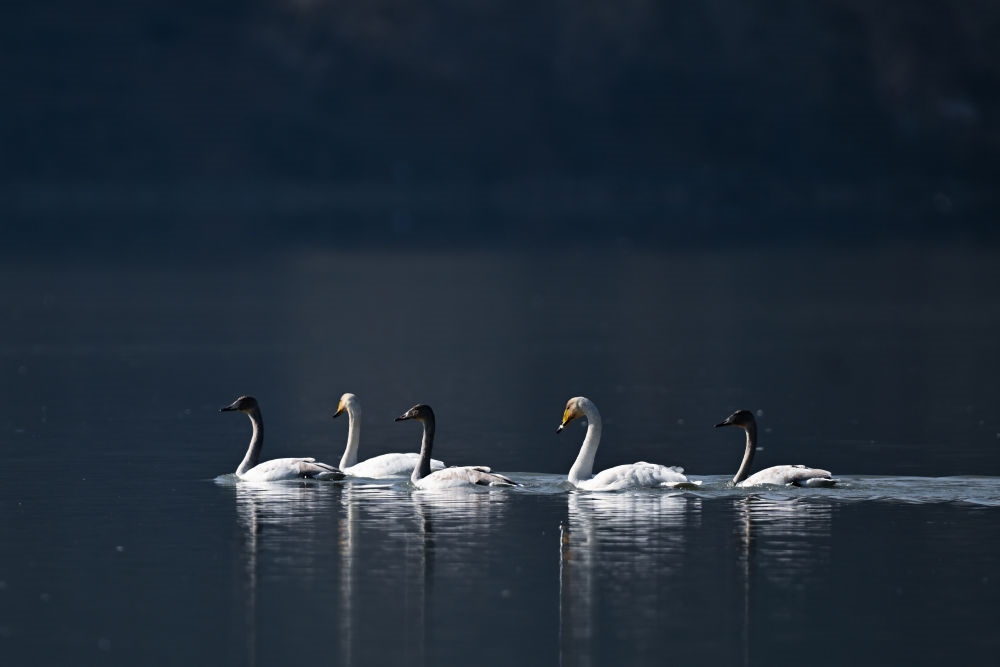 2023年11月30日，天鵝在青海省海東市化隆回族自治縣群科鎮(zhèn)境內(nèi)的黃河上游弋。近年來，青海省加大力度保護治理境內(nèi)黃河流域，改善當?shù)厣鷳B(tài)環(huán)境，為越冬候鳥提供良好棲息地。
