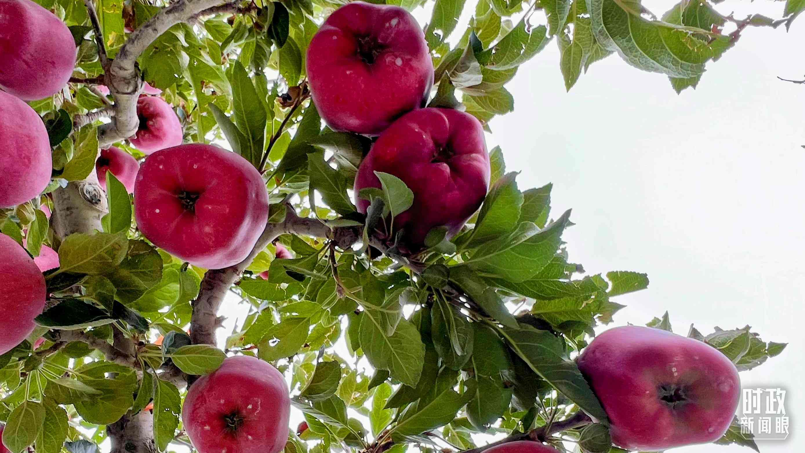 △南山花牛蘋果基地是元帥系蘋果生產(chǎn)基地。（總臺(tái)央視記者程鋮拍攝）