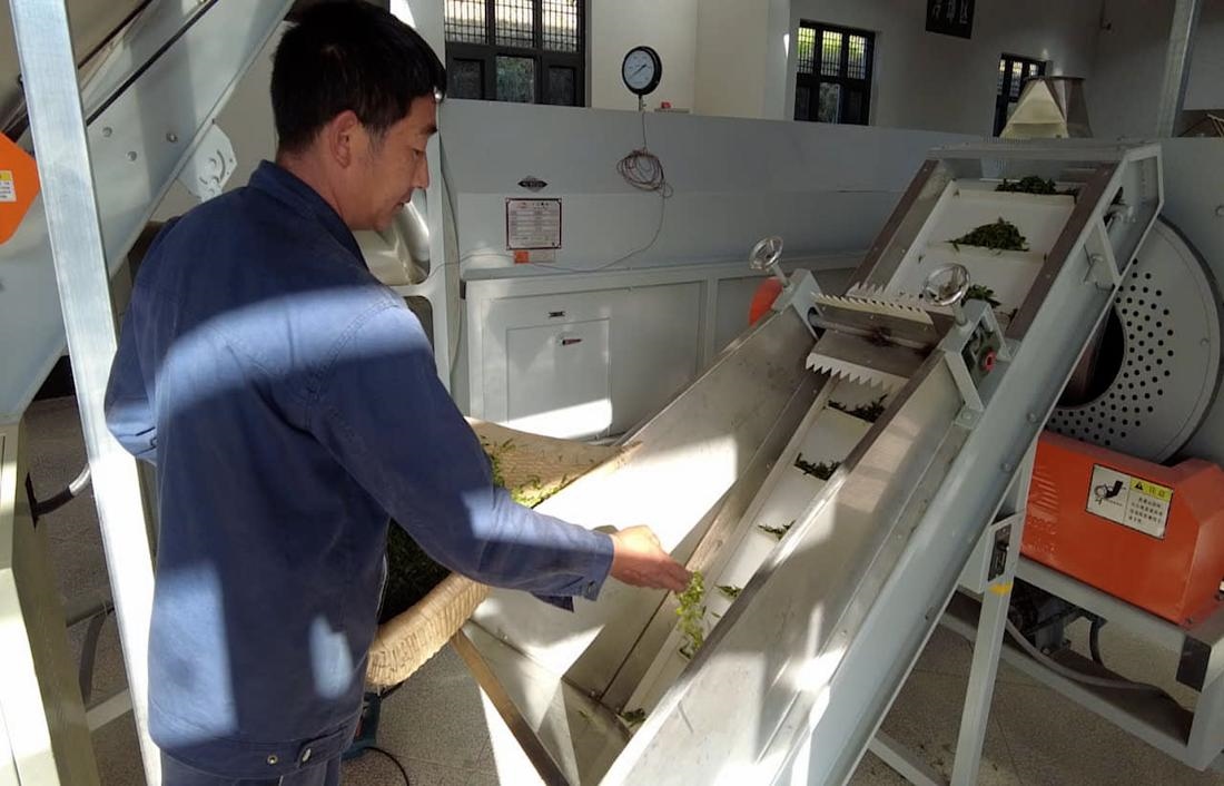  茶廠工人正在查看茶青質(zhì)量。 受訪者供圖