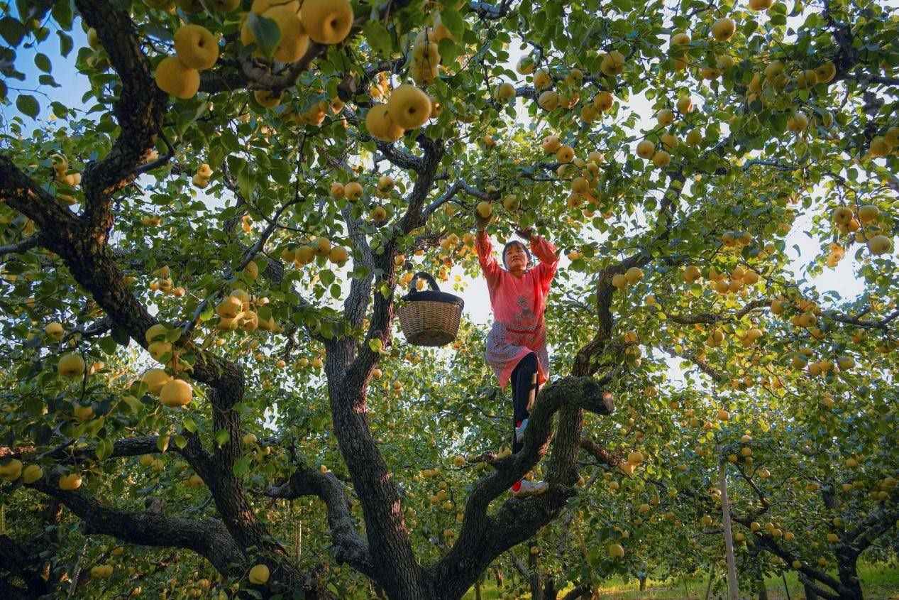 2024年10月4日，安徽省宿州市碭山縣程莊鎮(zhèn)衡樓村百年老梨園里，梨農(nóng)在忙著采摘酥梨。來源:人民圖片