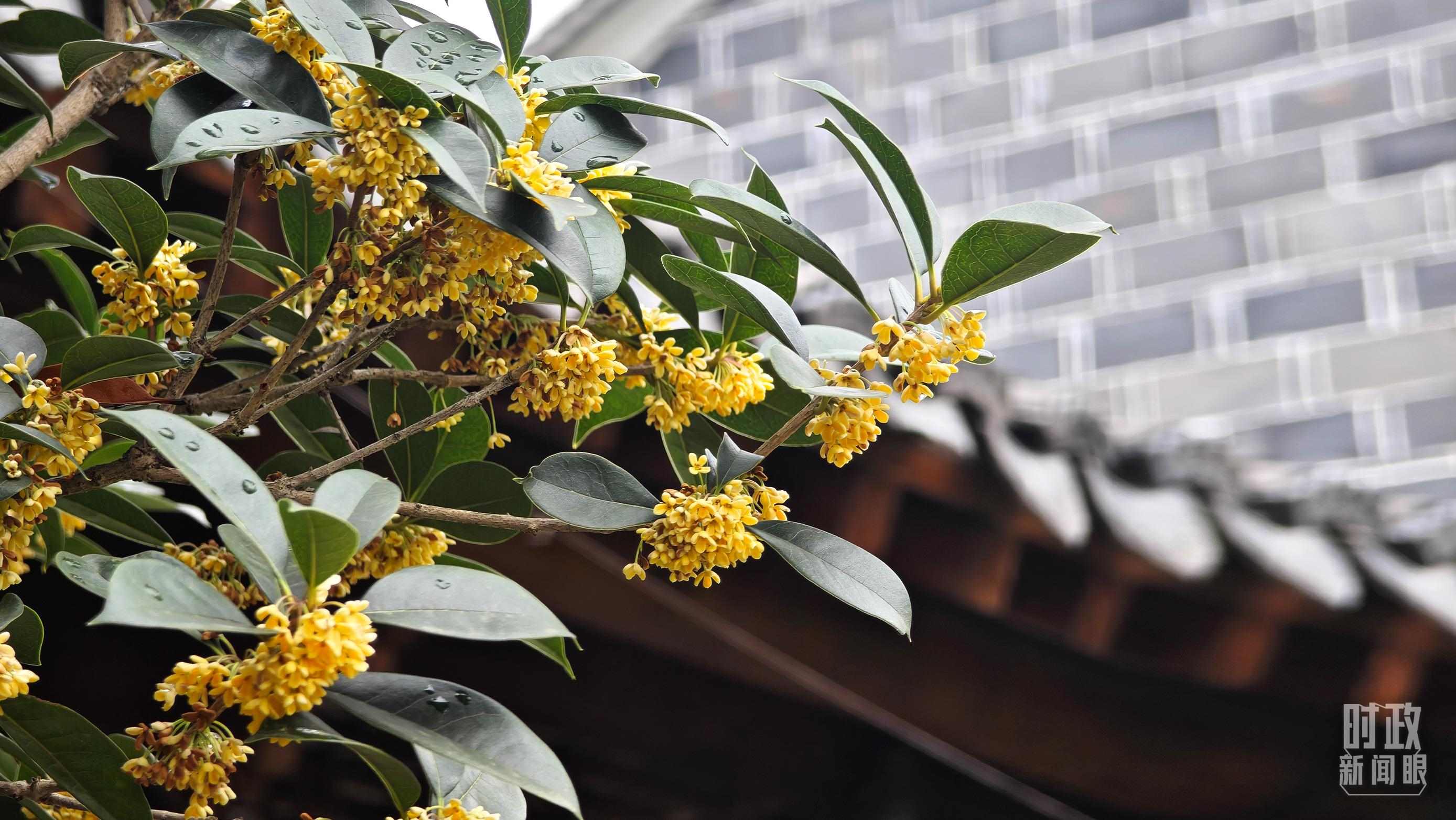 △六尺巷。（總臺央視記者趙化、彭漢明拍攝）