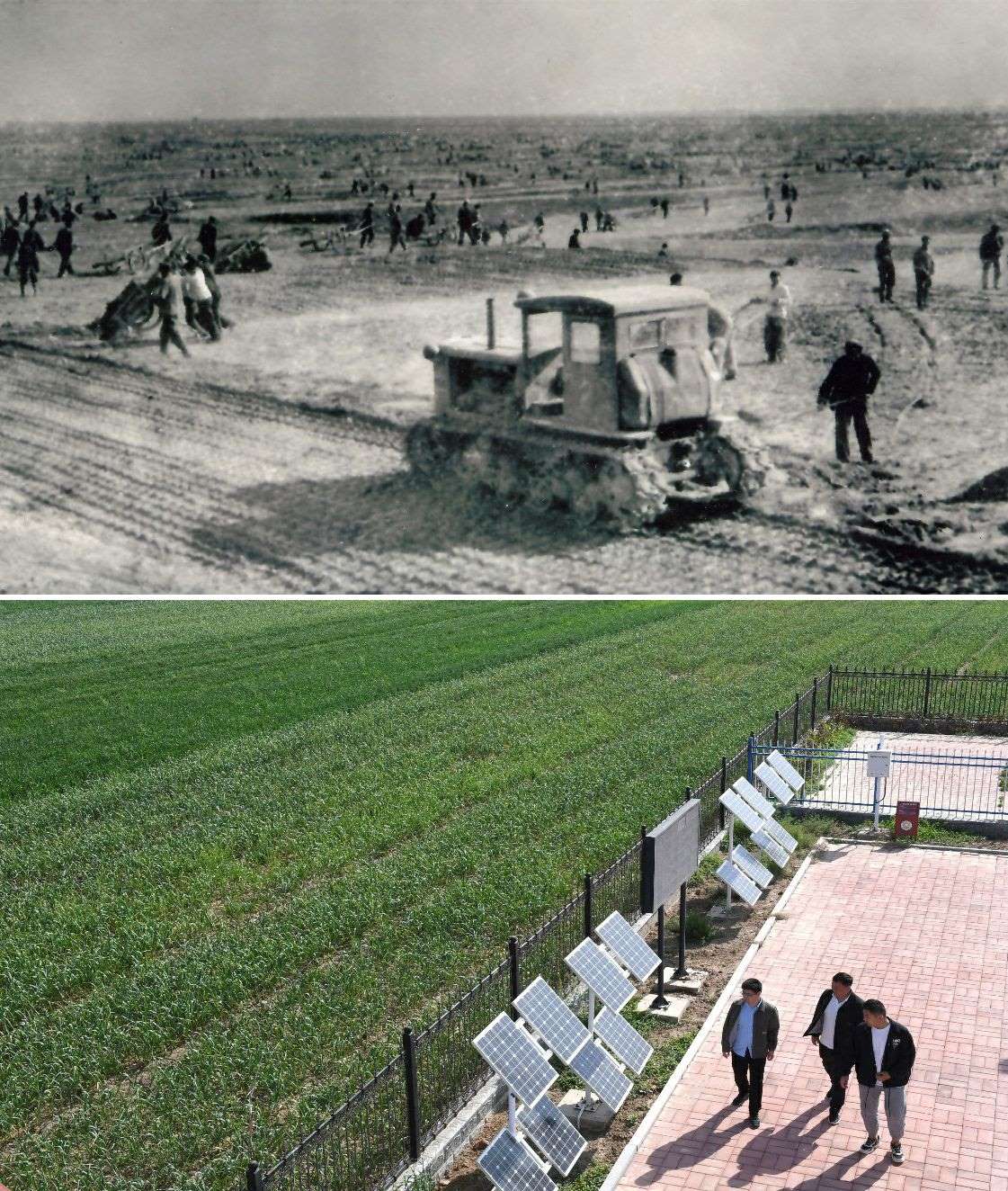 上圖為二十世紀(jì)六十年代蘭考改造鹽堿地的情景（資料照片）；下圖為2024年4月18日拍攝的蘭考縣紅廟鎮(zhèn)高標(biāo)準(zhǔn)農(nóng)田示范區(qū)。（新華社記者 朱祥 攝）