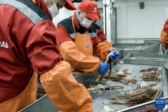 俄羅斯蟹業(yè)集團(tuán)的工作人員在生產(chǎn)線上加工產(chǎn)品（資料照片）。新華社發(fā)（俄羅斯蟹業(yè)集團(tuán)供圖）