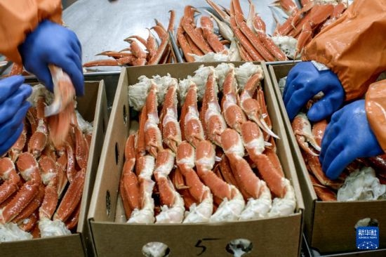 俄羅斯蟹業(yè)集團(tuán)的工作人員在生產(chǎn)線上加工產(chǎn)品（資料照片）。新華社發(fā)（俄羅斯蟹業(yè)集團(tuán)供圖）