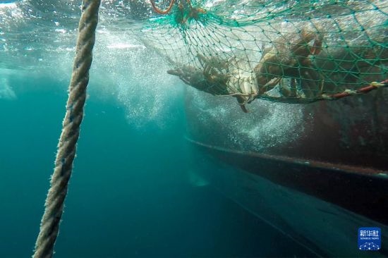 這是俄羅斯蟹業(yè)集團(tuán)的捕撈船進(jìn)行遠(yuǎn)洋捕撈的資料照片。新華社發(fā)（俄羅斯蟹業(yè)集團(tuán)供圖）