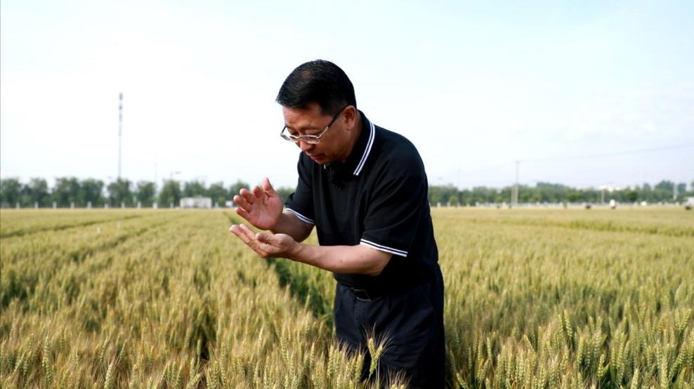 張福鎖在曲周查看小麥長勢。受訪者供圖