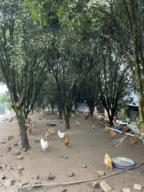 桂花林里的桂飛雞。劉軍國攝