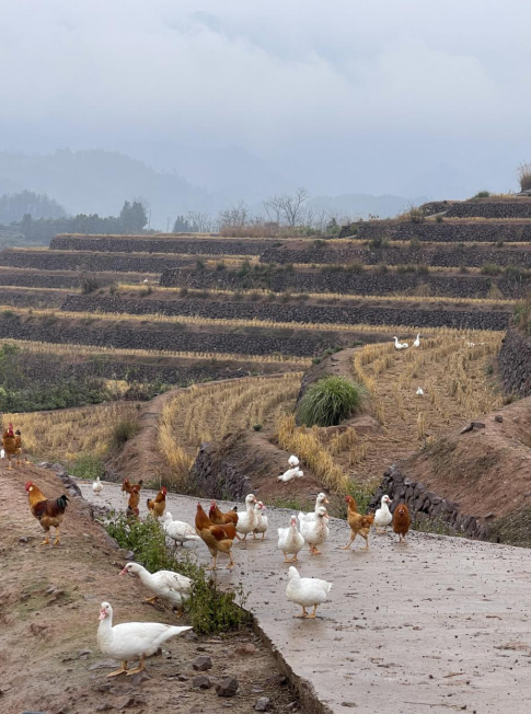 樨鄉(xiāng)記生態(tài)農(nóng)莊一隅。劉軍國攝