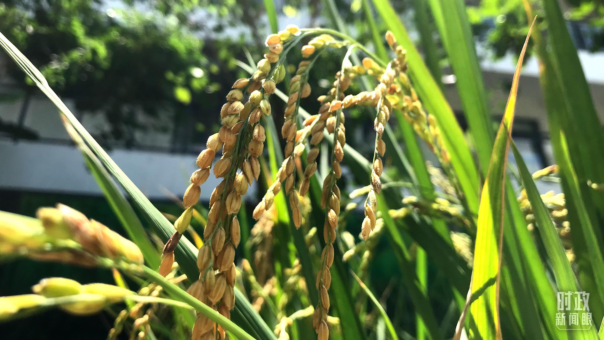 在海南培育的水稻品種。（總臺央視記者石偉明拍攝）