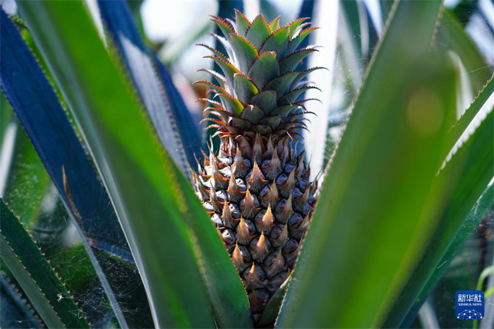 這是12月23日在斯里蘭卡馬坎杜拉拍攝的中國技術(shù)試驗田里的菠蘿。新華社記者 陳冬書 攝
