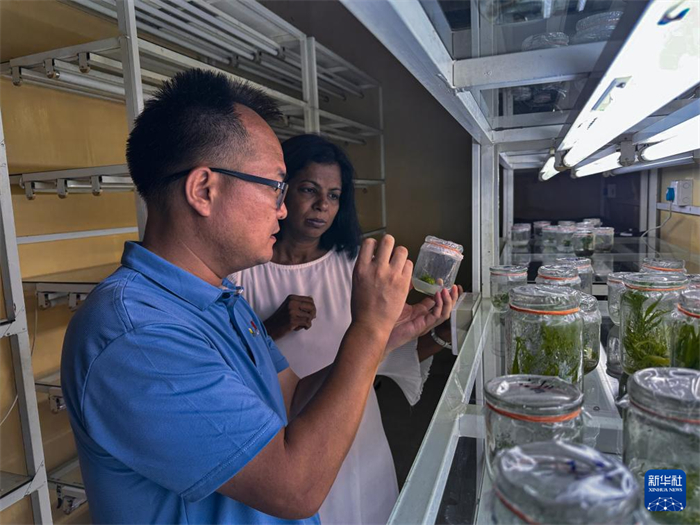 12月23日，在斯里蘭卡馬坎杜拉，中國專家與斯里蘭卡馬坎杜拉可持續(xù)農(nóng)業(yè)與發(fā)展研究中心主任達(dá)莎妮·賈亞曼納交流。新華社發(fā)（中國、聯(lián)合國糧農(nóng)組織與斯里蘭卡南南合作項目專家組供圖）