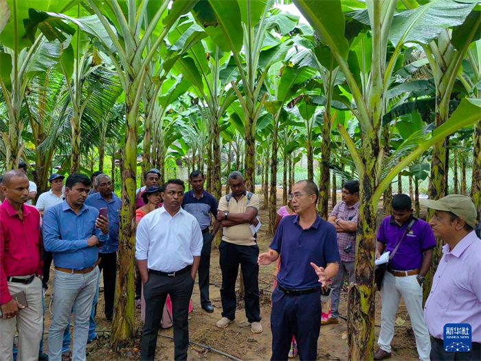 10月10日，在斯里蘭卡霍勒訥的一處香蕉示范基地，中國、聯(lián)合國糧農(nóng)組織與斯里蘭卡南南合作項目中國專家組組長孫德權(quán)為當(dāng)?shù)剞r(nóng)民進(jìn)行技術(shù)培訓(xùn)。新華社發(fā)（中國、聯(lián)合國糧農(nóng)組織與斯里蘭卡南南合作項目專家組供圖）