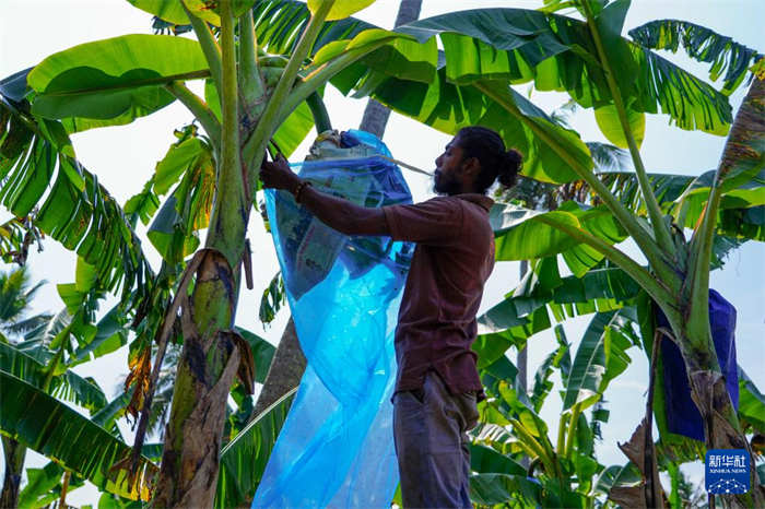 12月23日，在斯里蘭卡馬坎杜拉，農(nóng)民在香蕉試驗田里學(xué)習(xí)套袋技術(shù)。新華社記者 陳冬書 攝
