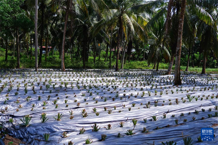 這是12月23日在斯里蘭卡馬坎杜拉拍攝的農(nóng)民里尚·普爾納的菠蘿田。新華社記者 陳冬書 攝