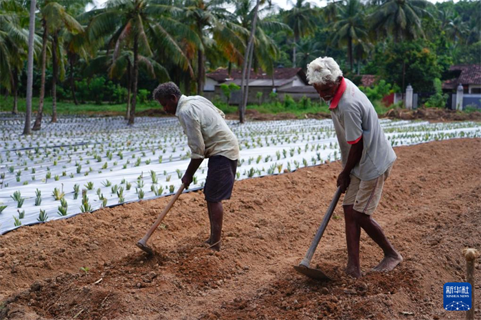 12月23日，斯里蘭卡馬坎杜拉的農(nóng)民在菠蘿田地里勞作。新華社記者 陳冬書 攝