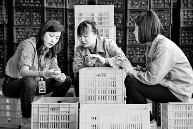 為拓展柿子產(chǎn)業(yè)發(fā)展新途徑，在陜西富平淡村鎮(zhèn)，歸國留學(xué)生王薇參與創(chuàng)建了一座柿酒酒莊。新華社發(fā)