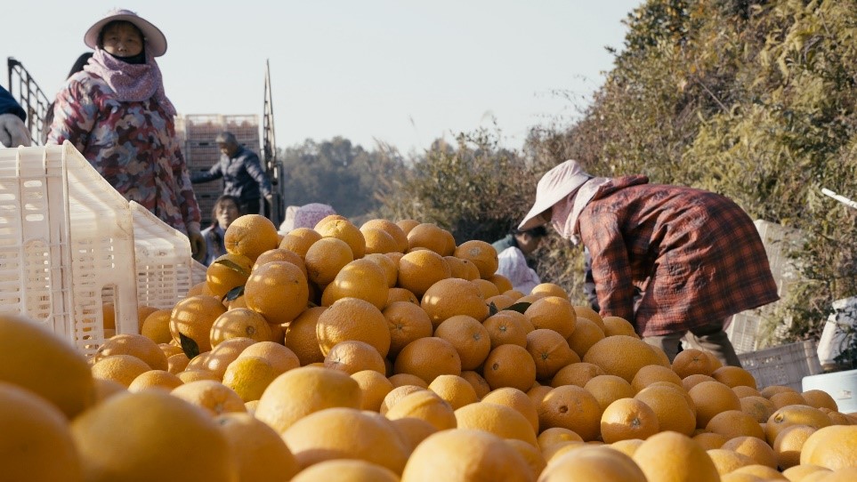 贛南臍橙喜獲豐收。人民網記者 張力洋攝