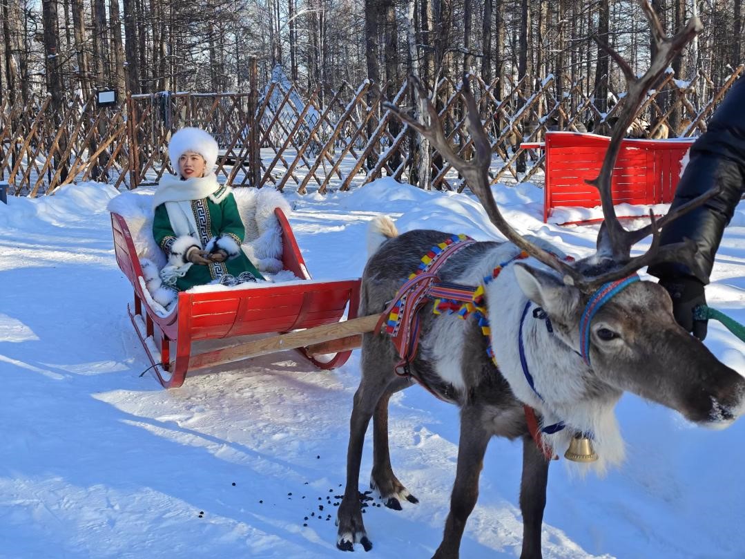 游客體驗馴鹿拉雪橇。人民網記者 苗陽攝