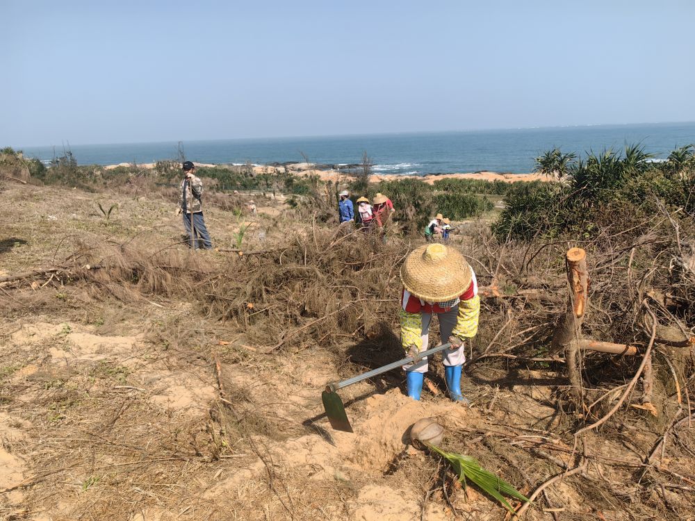 2025年1月19日，在海南文昌市，工人正在修復(fù)海岸防風(fēng)林。新華社記者吳茂輝 攝
