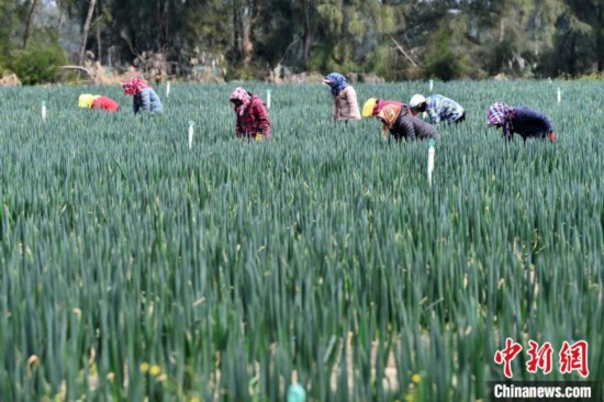 福建平潭：鹽堿地管護(hù)忙