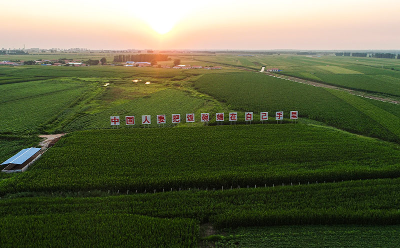 2020年7月23日拍攝的吉林省梨樹縣國(guó)家百萬畝綠色食品原料（玉米）標(biāo)準(zhǔn)化生產(chǎn)基地核心示范區(qū)（無人機(jī)照片）。新華社記者 許暢 攝