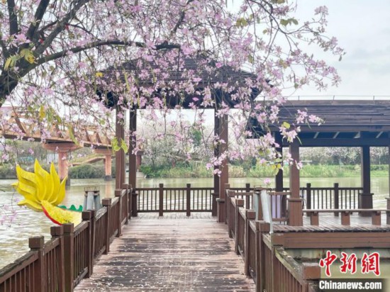 3月7日，廣州海珠國家濕地公園宮粉紫荊花海吸引游人。中新社記者 許青青 攝