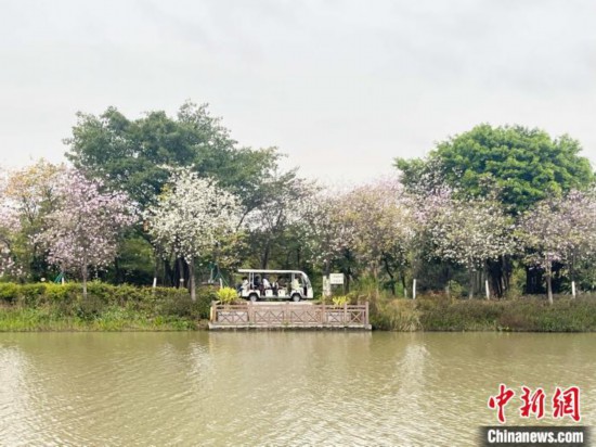 3月7日，廣州海珠國家濕地公園宮粉紫荊花海吸引游人。中新社記者 許青青 攝