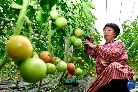 3月13日，在菏澤市鄆城縣張營(yíng)街道，農(nóng)民在設(shè)施大棚里打理西紅柿。