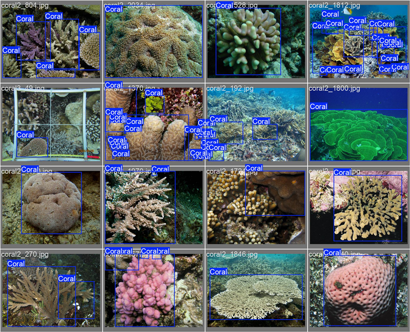 南海珊瑚識(shí)別。阿里云供圖