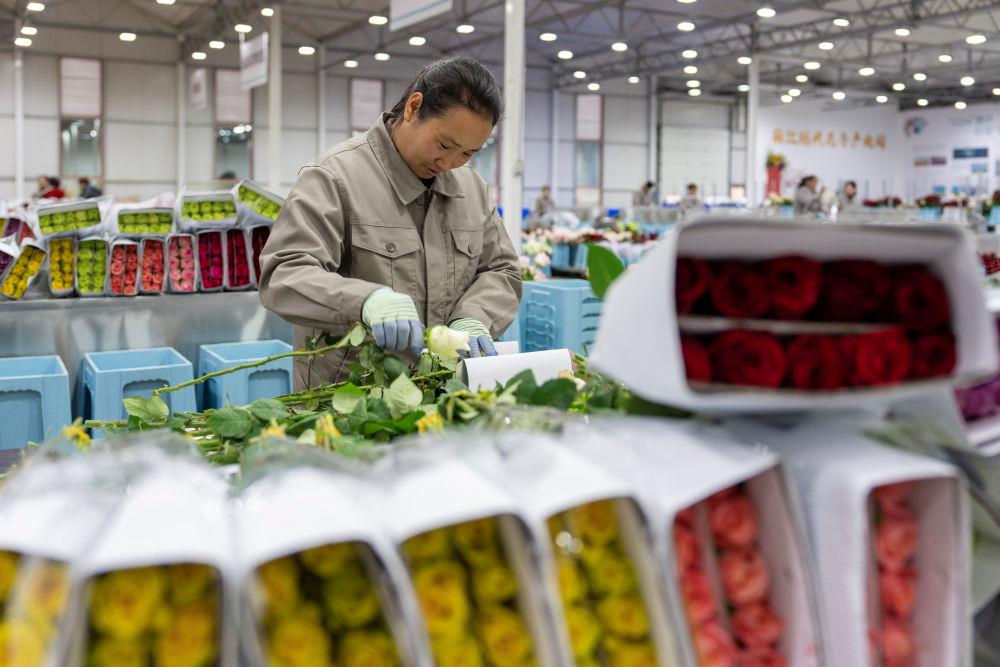 △近日，工作人員在云南麗江現(xiàn)代花卉產(chǎn)業(yè)園包裝鮮花。