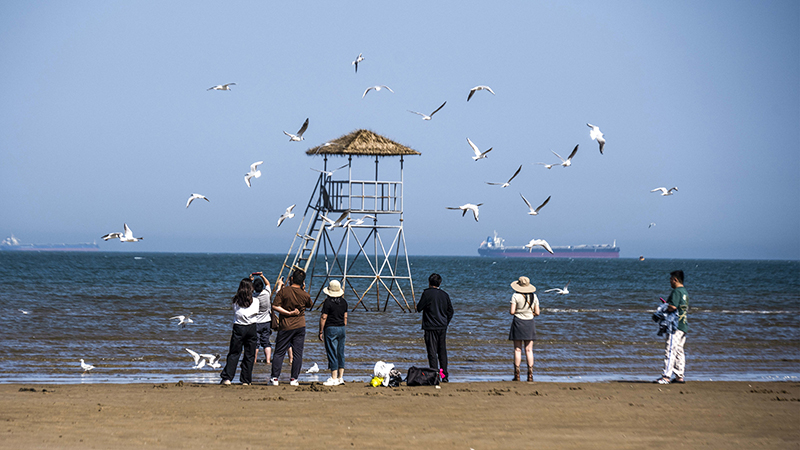 2024年5月12日，河北秦皇島，北戴河鴿子窩公園成群海鷗在天空中自由翱翔，與大海、藍天構成了一幅美麗的畫卷。