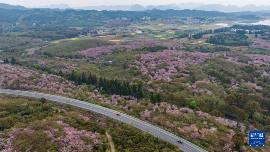 清鎮(zhèn)市紅楓湖鎮(zhèn)右二村旁的道路與花海相映（4月5日攝，無(wú)人機(jī)照片）。