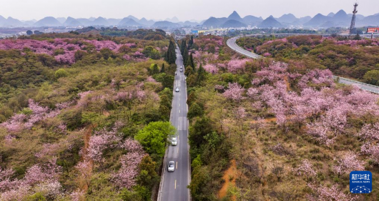 游客驅(qū)車(chē)前來(lái)清鎮(zhèn)市紅楓湖鎮(zhèn)右二村踏青游玩（4月5日攝，無(wú)人機(jī)照片）。