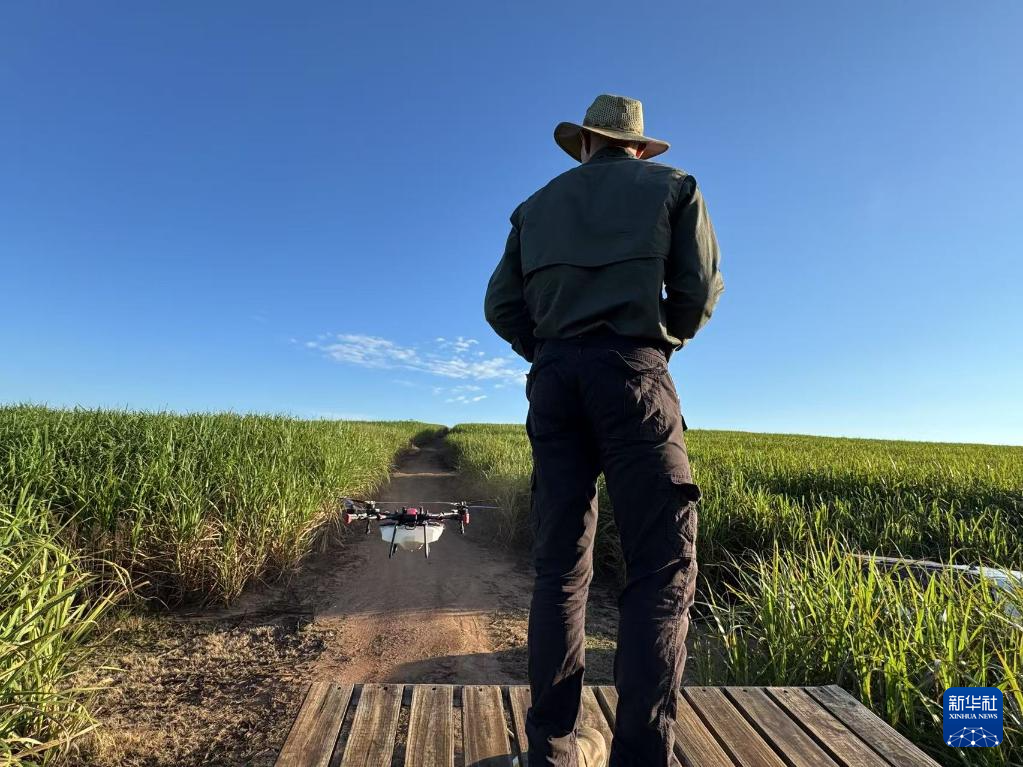 3月25日，在南非夸祖魯-納塔爾省的方廷希爾莊園，飛手操縱無(wú)人機(jī)為甘蔗林噴灑藥劑。新華社記者 白舸 攝