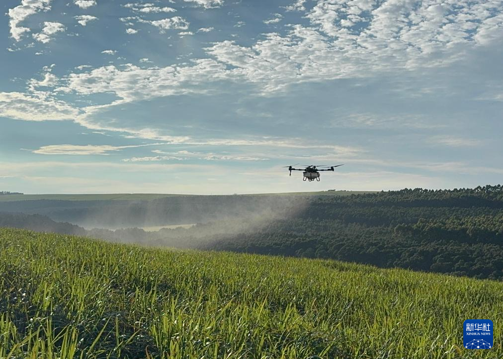 3月25日，在南非夸祖魯-納塔爾省的方廷希爾莊園，中國(guó)農(nóng)用無(wú)人機(jī)為甘蔗林噴灑殺菌劑。新華社記者 白舸 攝