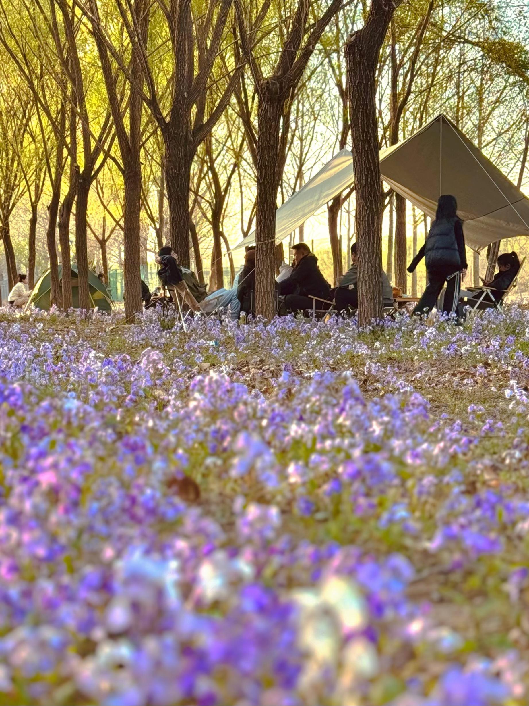 清明假期期間，范女士一家在北京溫榆河邊露營。受訪者供圖