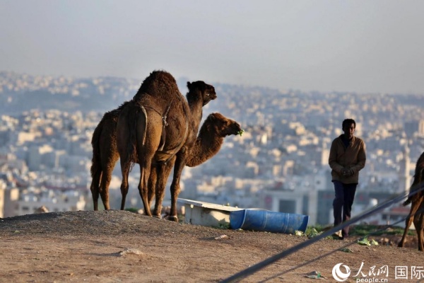 約旦首都阿曼街頭的駱駝。人民網(wǎng) 納達(dá)爾·達(dá)烏德攝