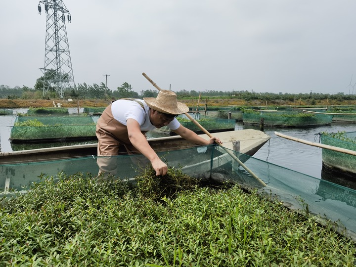陳樹在湖北省仙桃市剅河鎮(zhèn)余腦村黃鱔繁育基地觀察黃鱔長勢。新華社記者宋立崑 攝